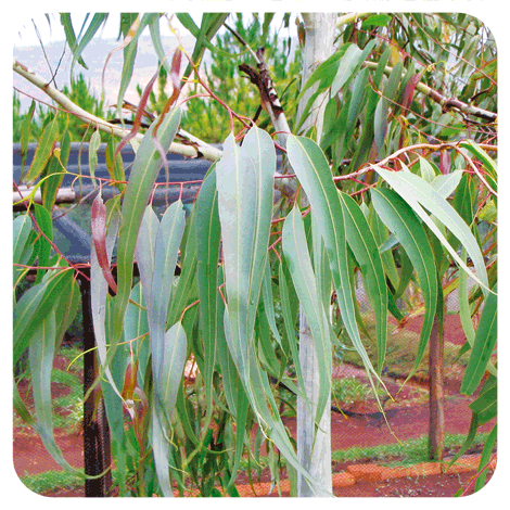 Huile essentielle d'Eucalyptus citronné BIO