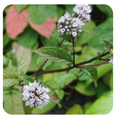 HUILE ESSENTIELLE DE MENTHE POIVRÉE BIO