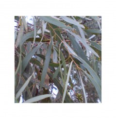 HUILE ESSENTIELLE D'EUCALYPTUS À CRYPTONE BIO