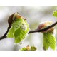 CHARME - BOURGEONS MACÉRAT MÈRE BIO