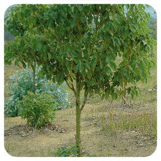 A quoi ressemble un arbre de ravintsara ?